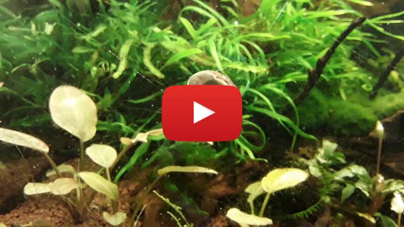 Video qWdOoFqZW00 abspielen