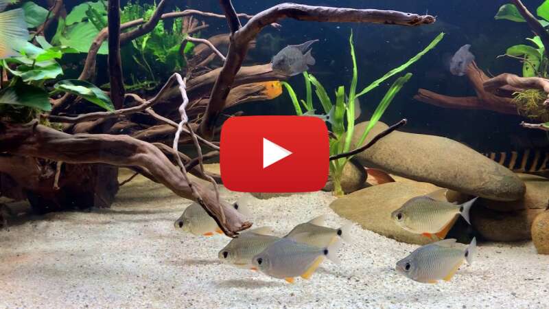 Video qXkHqbY2Wdg abspielen