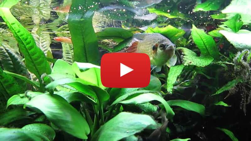 Video qYrr7luAr_4 abspielen