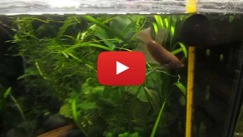 Video qdsr9YLM6uU abspielen