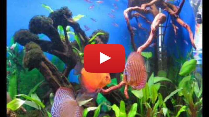 Video qemXCm-q6so abspielen