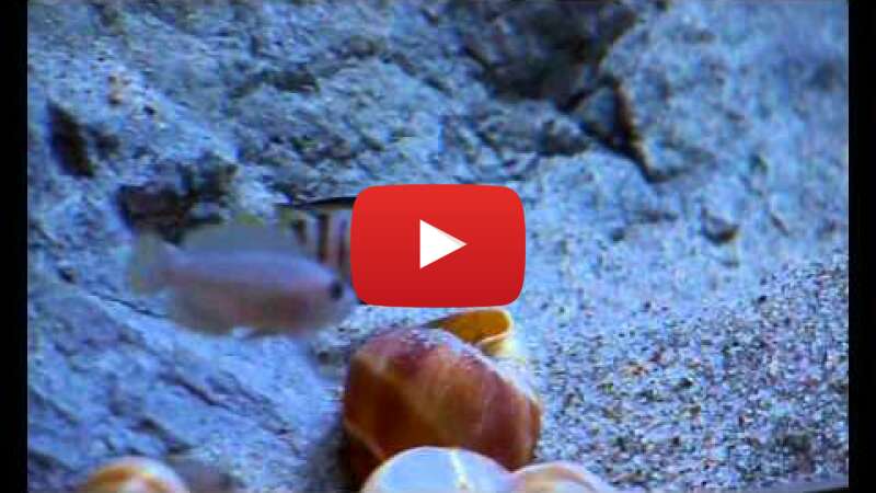 Video qf1XaIvj4uE abspielen