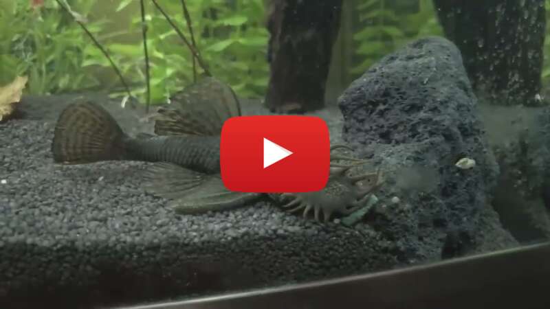 Video qlC43XtStTE abspielen