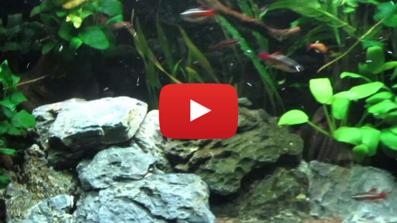 Video qmTRNFtDegk abspielen