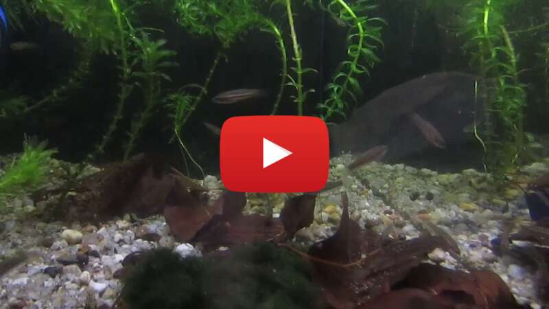 Video qpM1cIteRUE abspielen