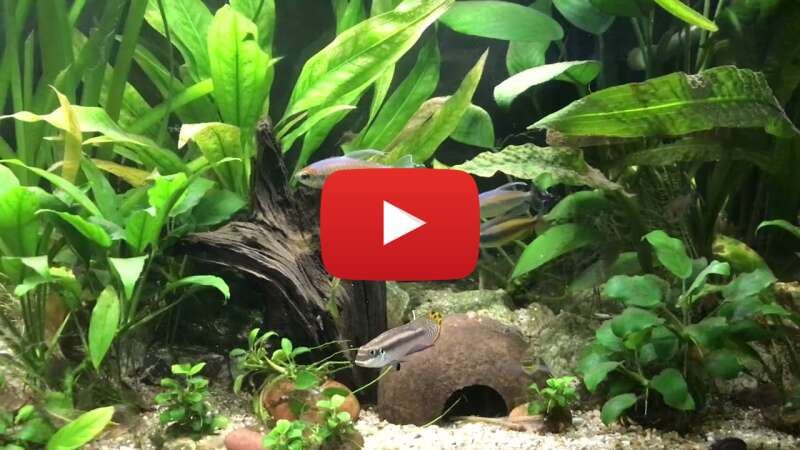 Video qrhXOkumkYU abspielen