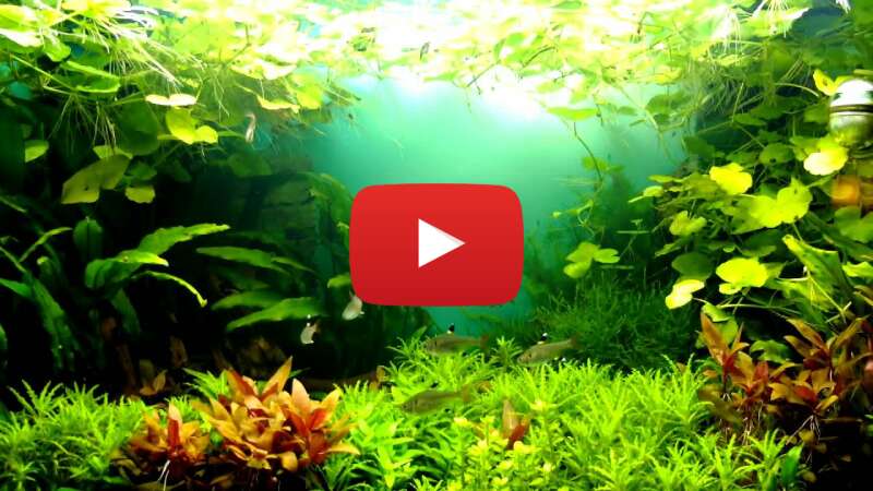 Video qsE-9cfN-Uk abspielen