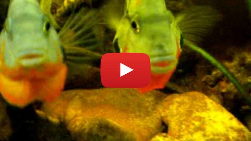 Video qtGP1kBxYhs abspielen