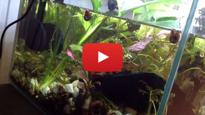 Video qxPIRHa45lk abspielen