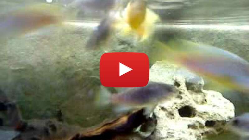 Video r-7q4kl5OgY abspielen