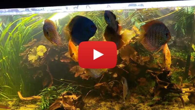 Video r-efCRxir_4 abspielen