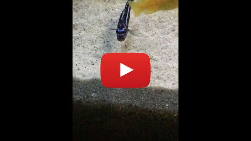 Video r-ouy4Y8LZI abspielen