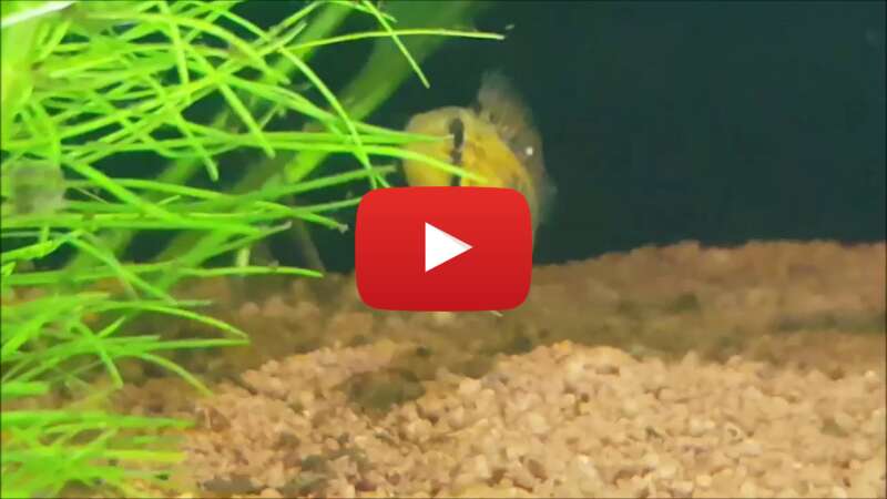 Video r01DWBlUHME abspielen