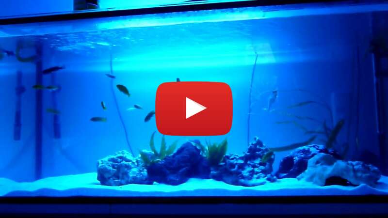 Video r1sn0a3zibE abspielen