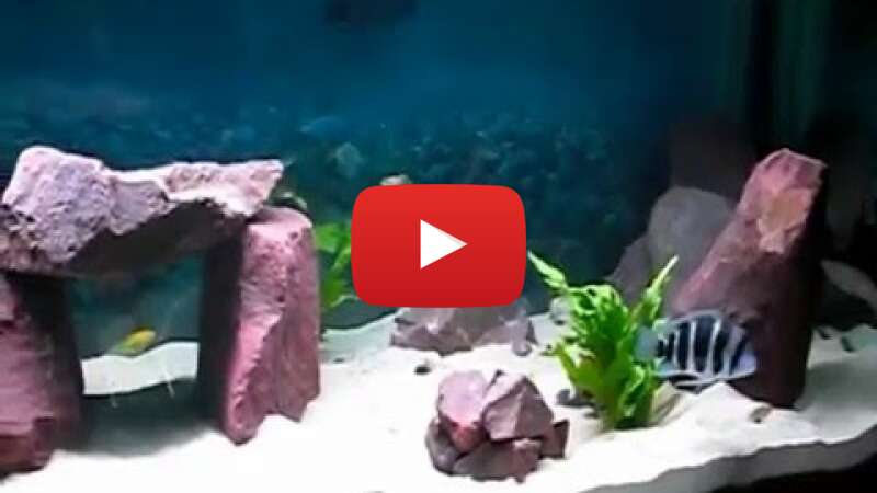 Video r2JN5xxkyy4 abspielen