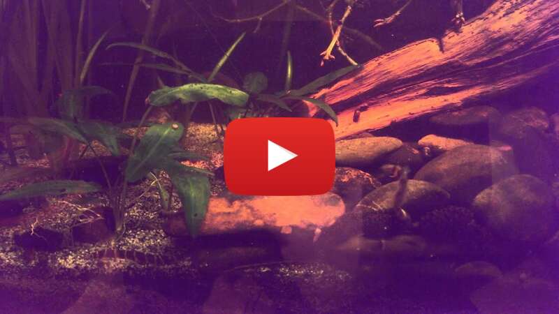 Video r3z_iYUdr8w abspielen