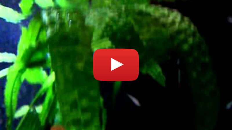 Video r7v3tVbd6Yc abspielen