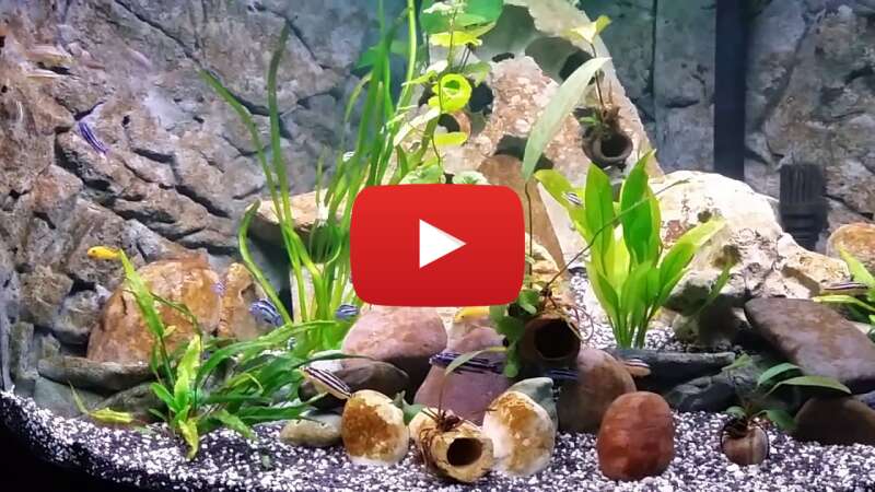 Video rIwxcNHMiu8 abspielen