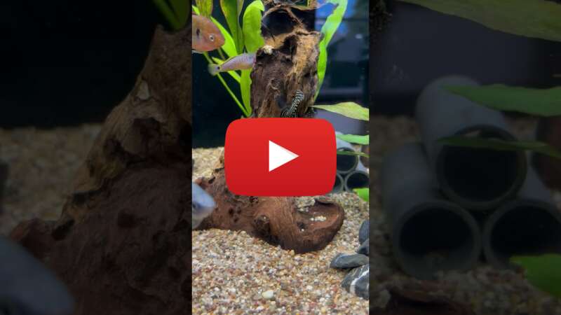 Video rKePvtaNkGY abspielen