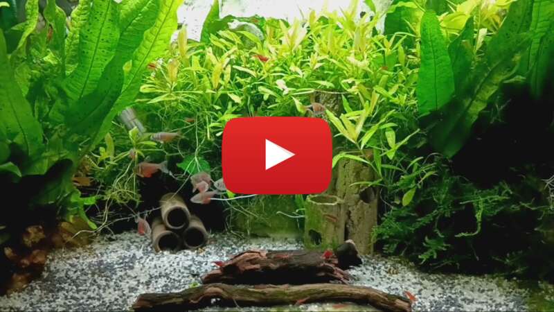 Video rMdo8YfrToA abspielen