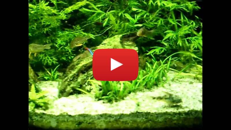 Video rOjVIh-HUuE abspielen