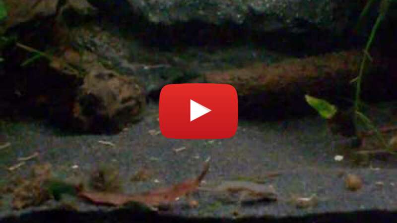 Video rQEDgUEKsvk abspielen