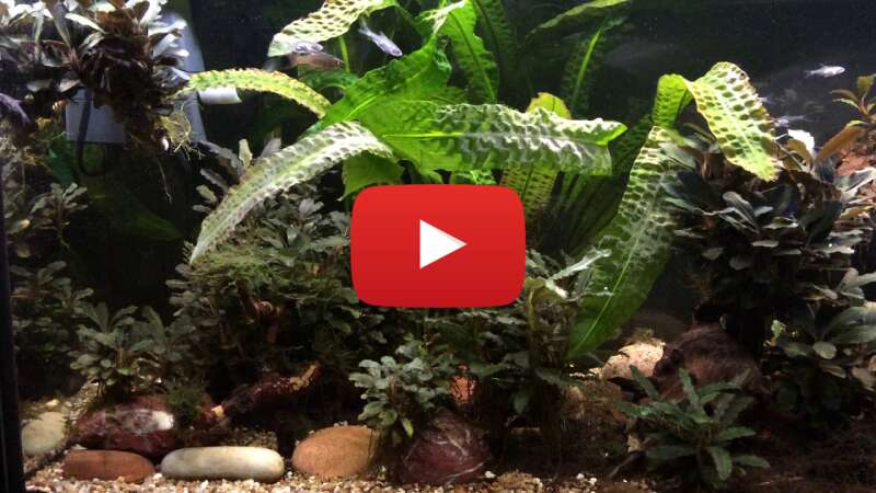 Video rR30jeMvCKs abspielen