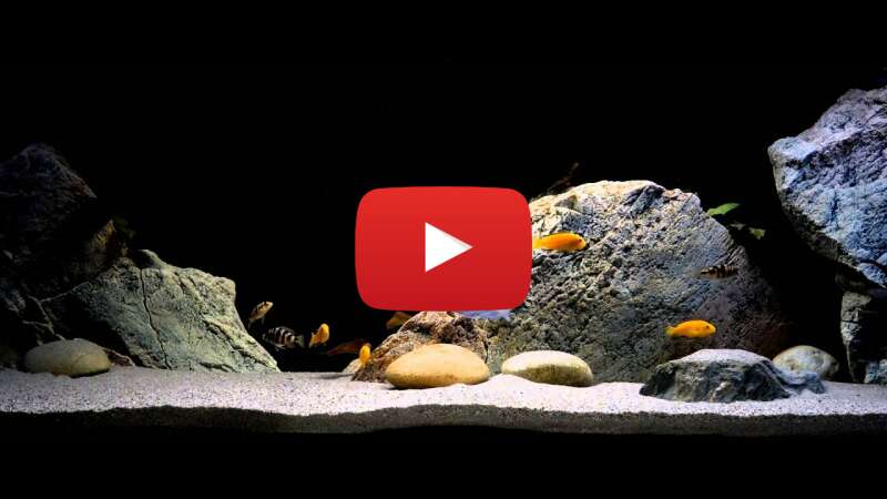 Video rTtFc7aFXuA abspielen