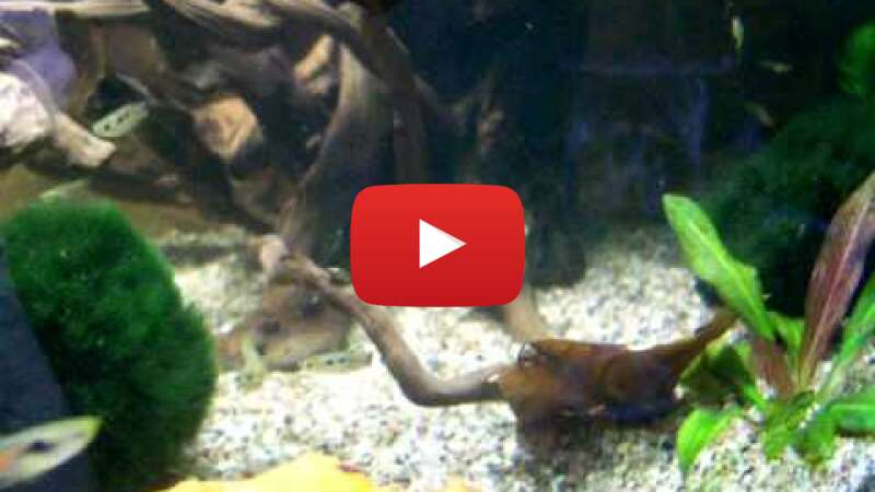 Video rVAweDYcQd8 abspielen