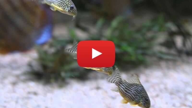 Video rfpKa_386DY abspielen