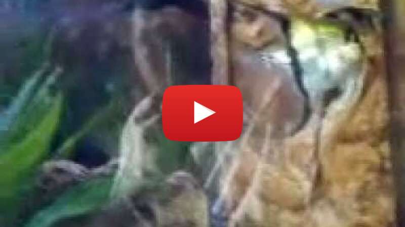 Video rgTugt9jDOY abspielen