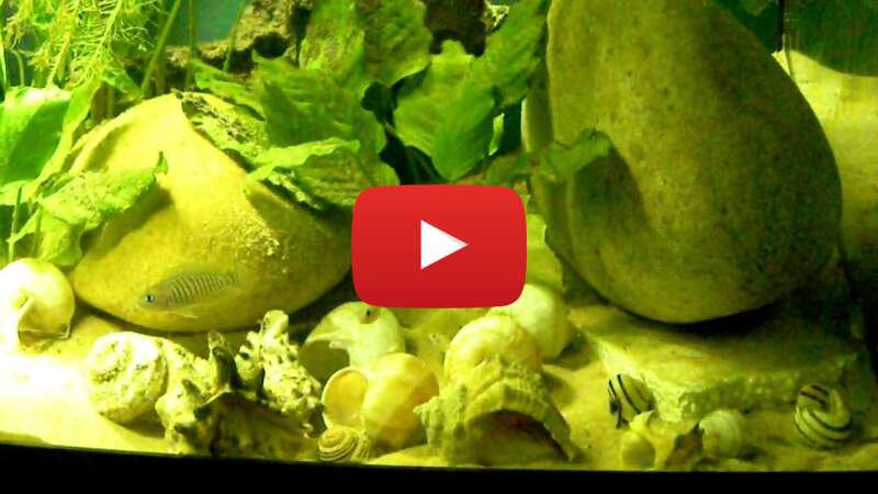 Video rgUhztsIjUE abspielen