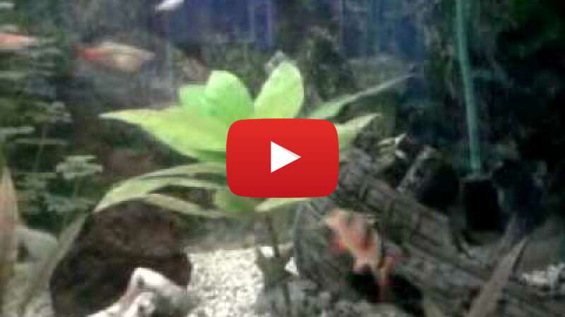 Video rh-sXaAofrM abspielen