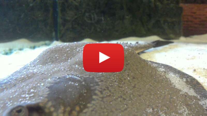 Video rjqvAofECIs abspielen