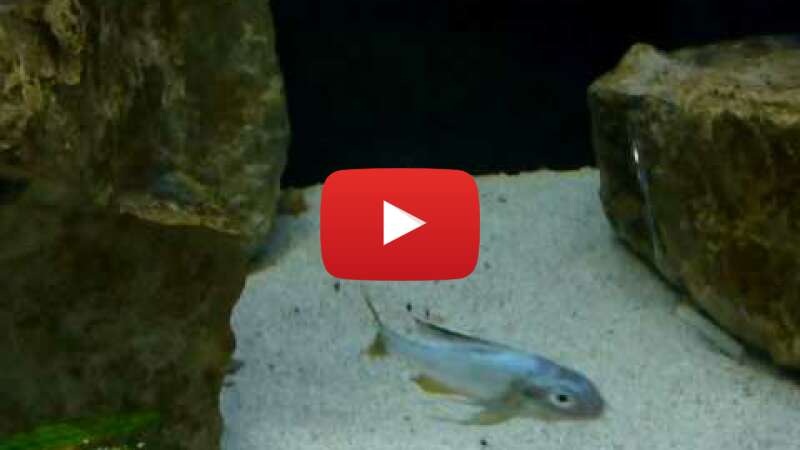 Video rkC20E_W580 abspielen