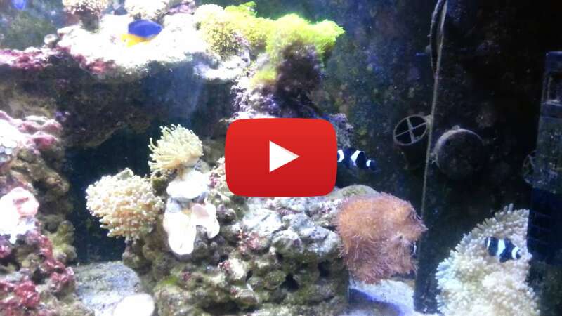 Video rlN54CwG4qA abspielen