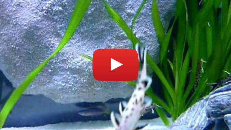 Video rltN_u_sDZw abspielen