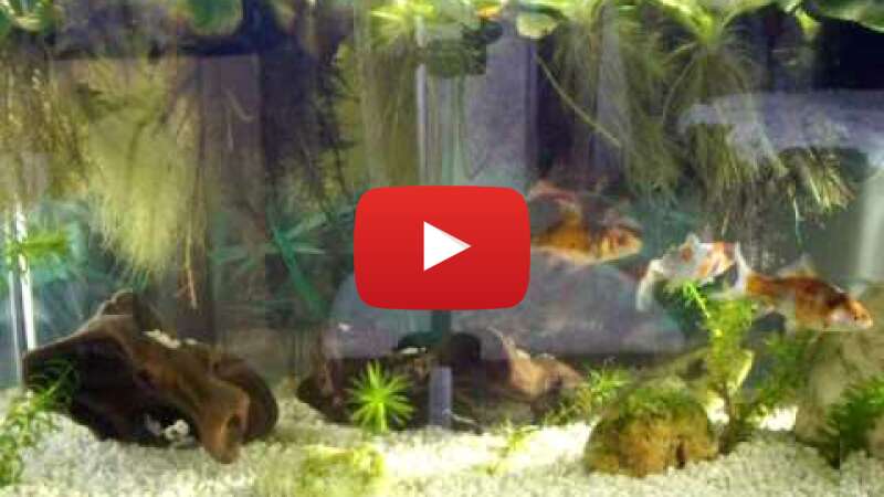 Video rnZoQ8FkqbI abspielen