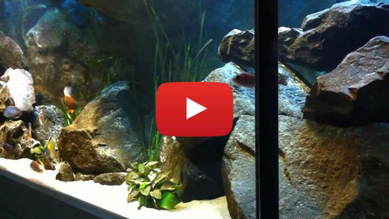 Video rsFqB9xTYG8 abspielen