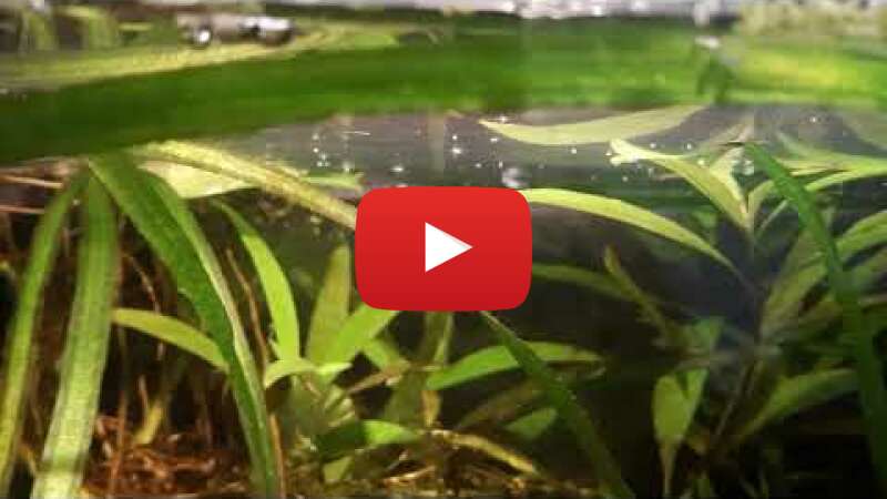 Video rtJQB3MFd1w abspielen