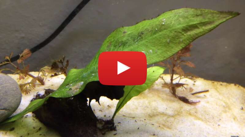 Video rxjTDfx8i2M abspielen