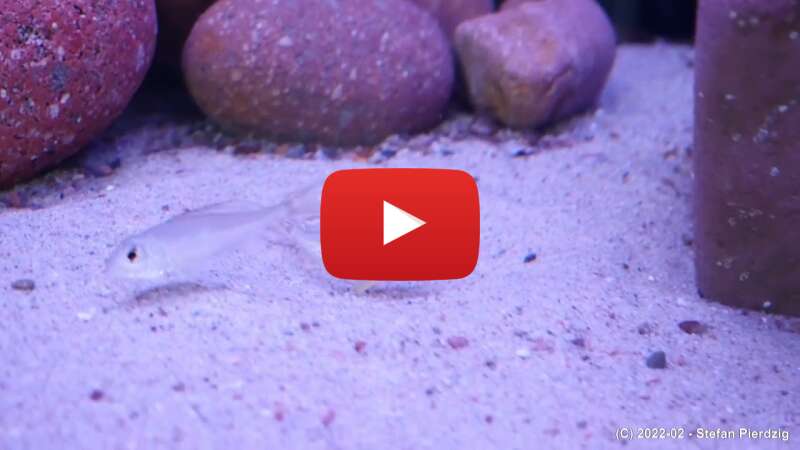 Video rxm11IlugvI abspielen