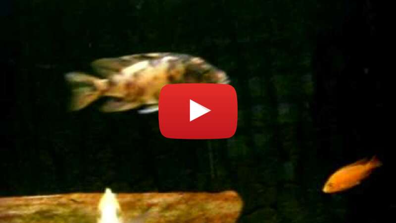 Video ryT75SrNqCU abspielen