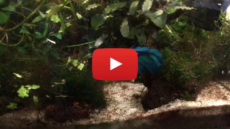 Video ry_TqFzYLFw abspielen