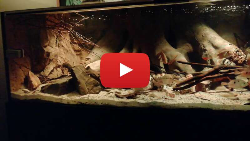 Video rzyvDGP_lIA abspielen