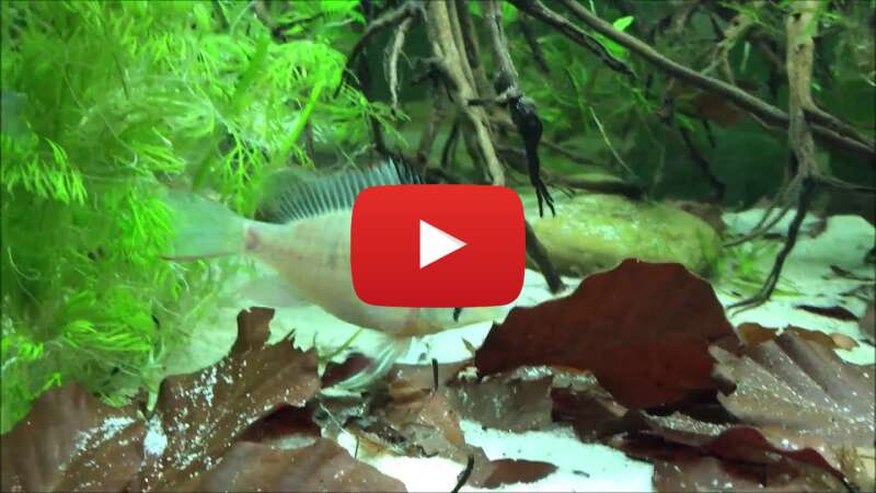 Video s-y_zb94sRk abspielen