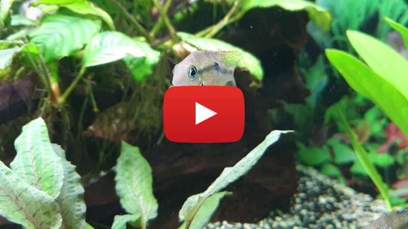 Video sJLZ8JOesIY abspielen