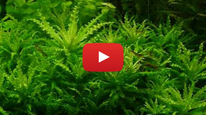 Video sL4Qox2f9lI abspielen