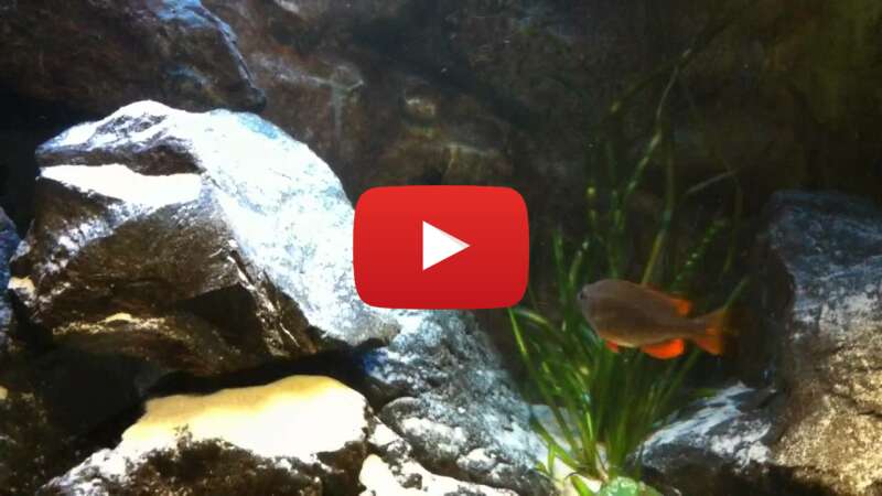 Video sOHSQt9lSfY abspielen