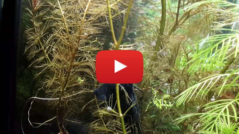 Video sQb1oNWXxo8 abspielen